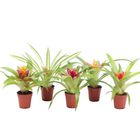 Guzmania MIX