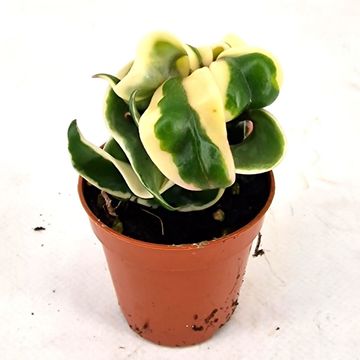 Hoya carnosa 'Compacta Variegata'