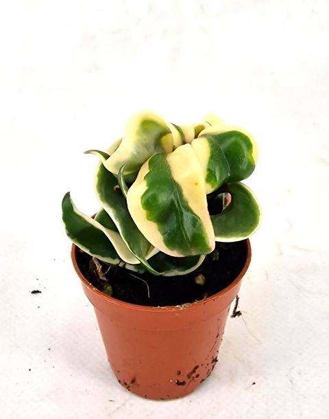 Hoya carnosa 'Compacta Variegata'