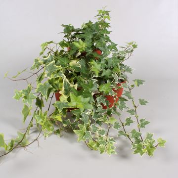 Hedera helix MIX