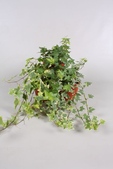 Hedera helix MIX