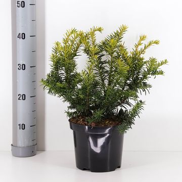 Taxus baccata 'Саммерголд'