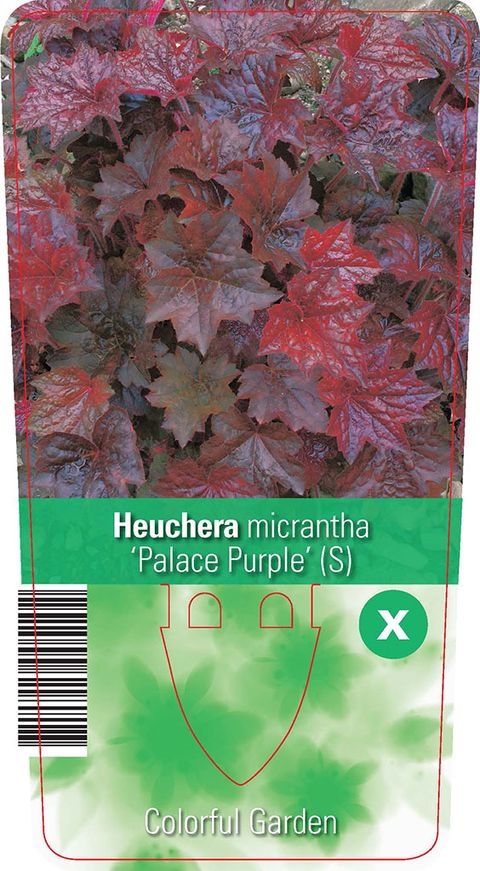 Heuchera micrantha 'Palace Purple'
