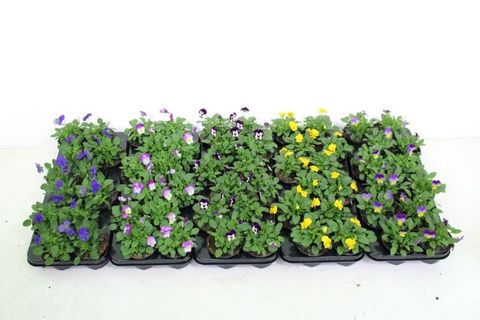 Viola CORNUTA MIX