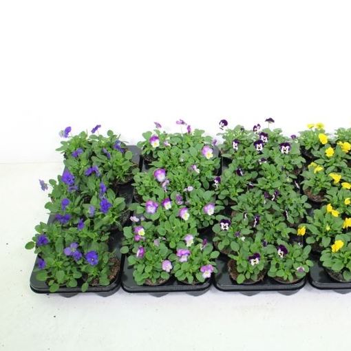 Viola CORNUTA MIX