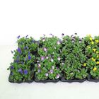 Viola CORNUTA MIX