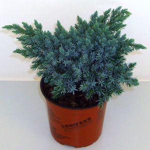 Juniperus squamata 'Blue Star' (Boomkwekerij Potcultuur Gebr. Rademaker)