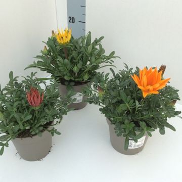 Gazania rigens NEW DAY MIX