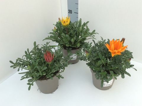 Gazania rigens NEW DAY MIX
