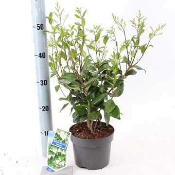 Ligustrum japonicum 'Texanum'