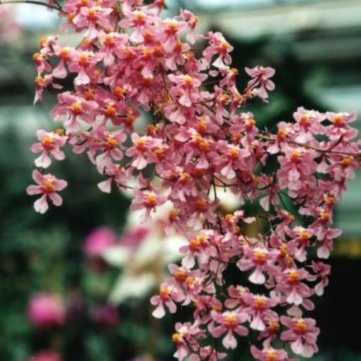 Oncidium ornithorhynchum