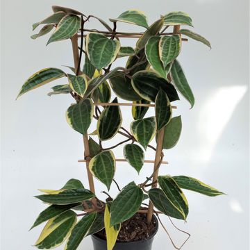 Hoya macrophylla 'Variegata'