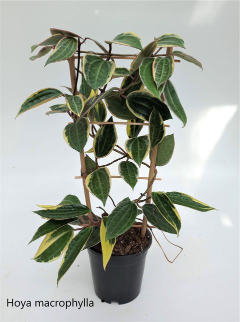 Hoya macrophylla 'Variegata'
