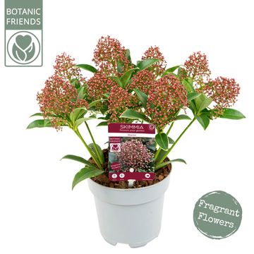 Skimmia japonica 'Marlot'