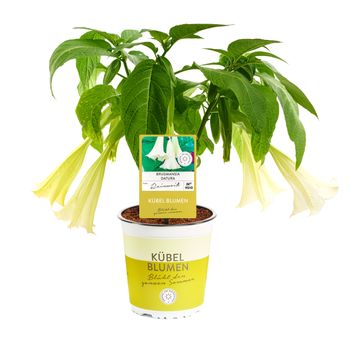 Brugmansia WHITE