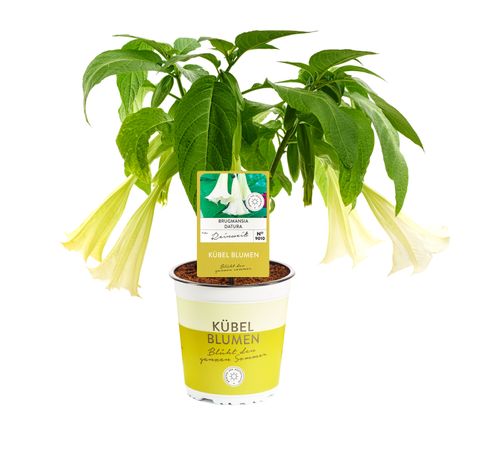 Brugmansia WHITE