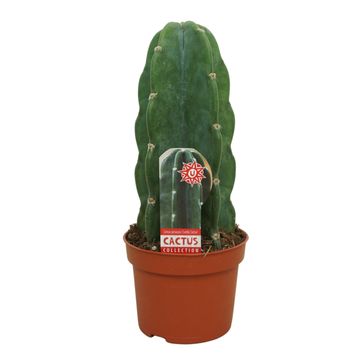 Cereus jamacaru