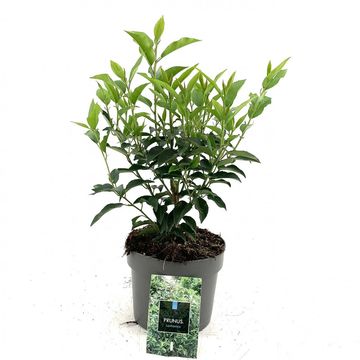 Prunus lusitanica 'Angustifolia'