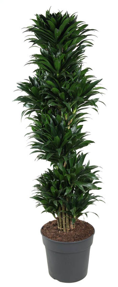 Dracaena fragrans 'Compacta' — Plant Wholesale FlorAccess