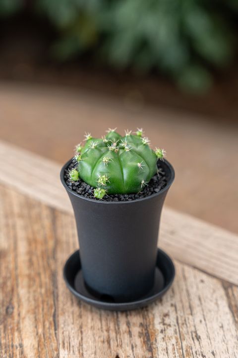 Gymnocalycium FROGGY