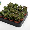 Crassula ovata 'Minor'
