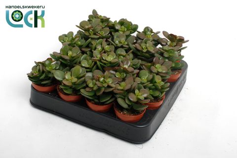 Crassula ovata 'Minor'