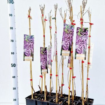 Wisteria floribunda 'Rosea'