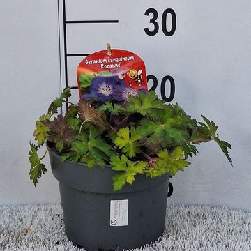 Geranium ROZANNE