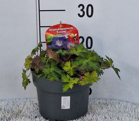 Geranium ROZANNE