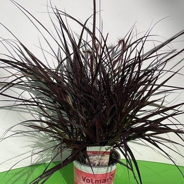 Pennisetum advena 'Rubrum'