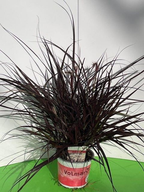 Pennisetum advena 'Rubrum'