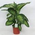 Dieffenbachia seguine 'Tropic Snow'