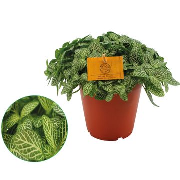 Fittonia verschaffeltii 'Mont Blanc'