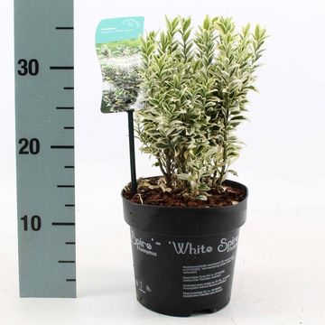 Euonymus japonicus 'White Spire'