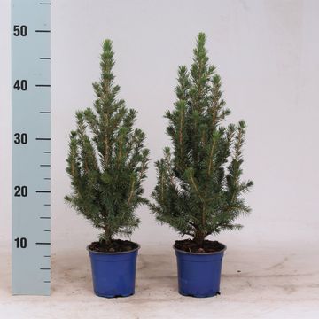 Picea glauca 'Conica'