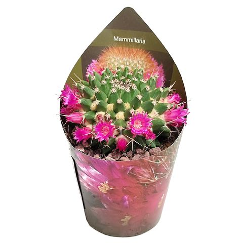 Mammillaria erythra ruber