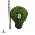 Buxus sempervirens