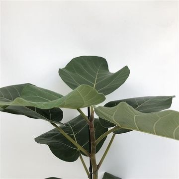 Ficus auriculata 'Everest'