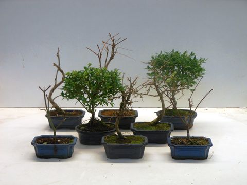 Bonsai MIX