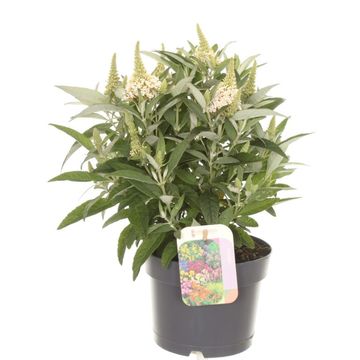 Buddleja davidii BUTTERFLY CANDY LITTLE WHITE