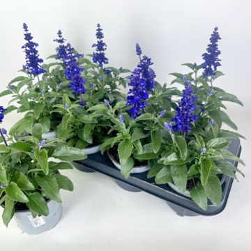 Salvia farinacea 'Sallyfun Deep Ocean'