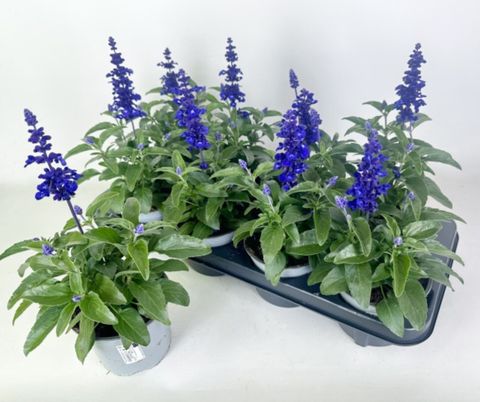 Salvia farinacea 'Sallyfun Deep Ocean'