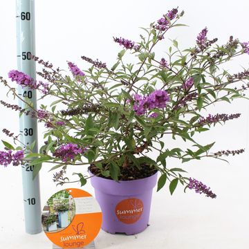 Buddleja PURPLE LION