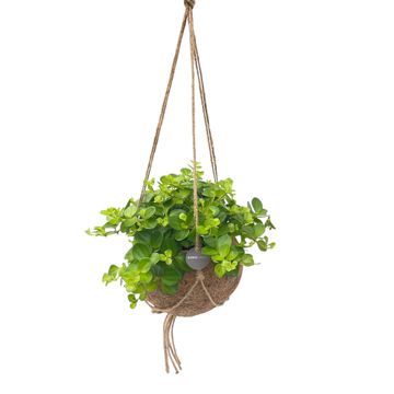 Hanging plants MIX
