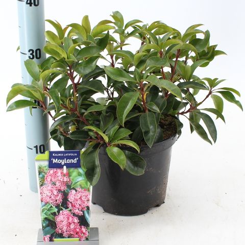 Kalmia latifolia 'Moyland'