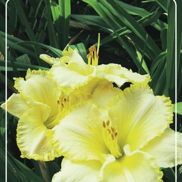 Hemerocallis 'Villa Vanilla'