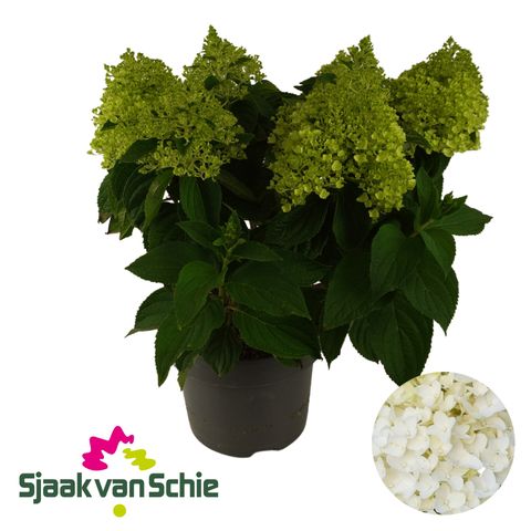 Hydrangea paniculata LIVING SUGAR RUSH