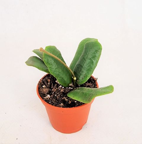 Hoya rotundiflora