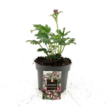 Astrantia major 'Burgundy Manor'
