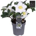 Helleborus niger 'Christmas Carol Early'